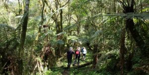 foto-chacara-trilha-01